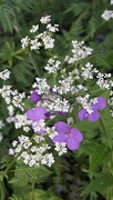 22nd May 2020 - Wildflowers
