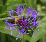 22nd May 2020 - Bee and Allium