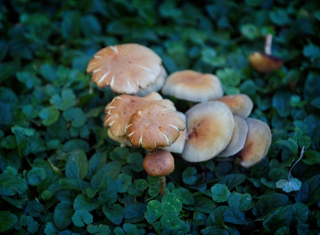 A multitude of mushrooms by kiwinanna