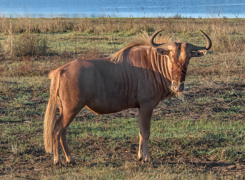 Gnu or Wildebeest by ludwigsdiana
