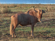 23rd May 2020 - Gnu or Wildebeest