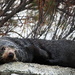 Another shot of Foxton Beach's resident seal by suez1e