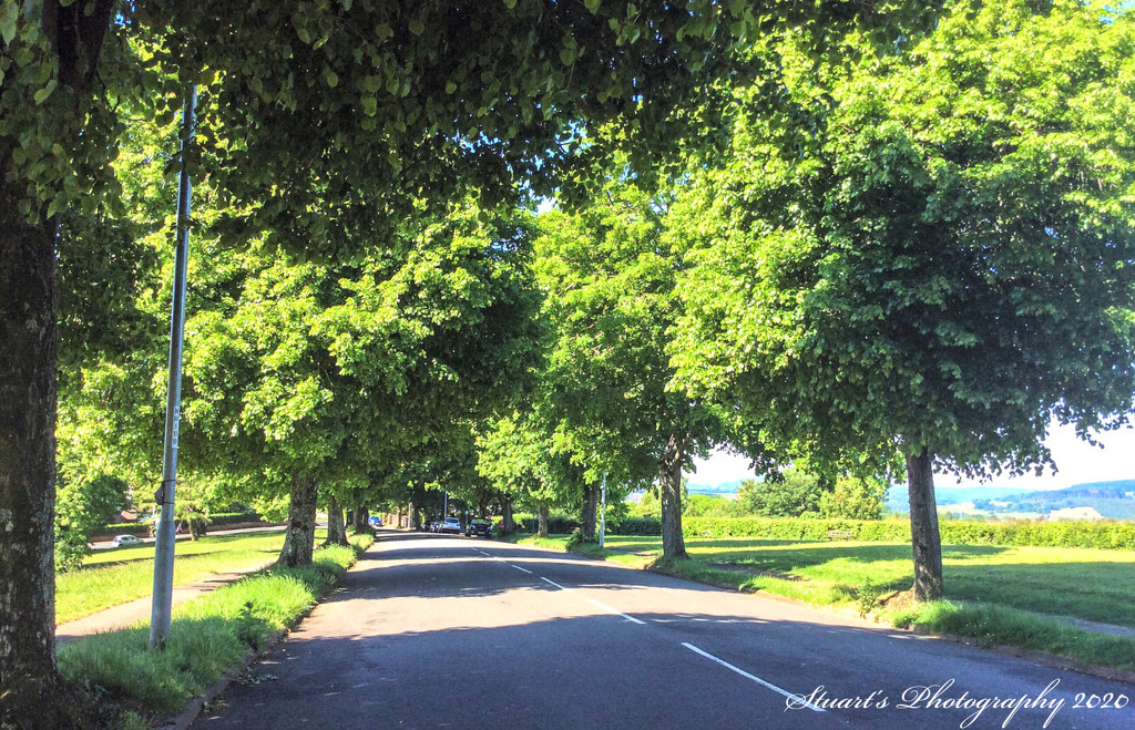 Avenue of trees by stuart46