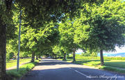 23rd May 2020 - Avenue of trees