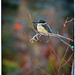Kingfisher by rustymonkey