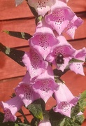21st May 2020 - The foxgloves have a visitor 