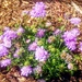 Pincushion Flowers by harbie