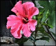23rd May 2020 - RK3_6468 Hibiscus