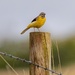 Grey Wagtail. by gamelee