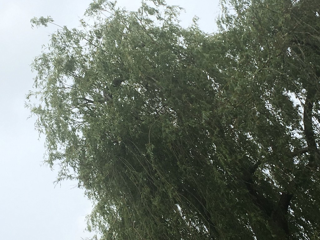 Weeping Willow Tree by cataylor41