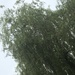 Weeping Willow Tree by cataylor41