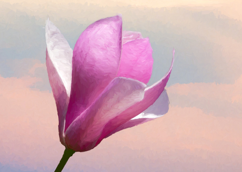 Painterly Magnolia Flower by sprphotos