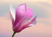 21st May 2020 - Painterly Magnolia Flower