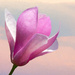 Painterly Magnolia Flower by sprphotos