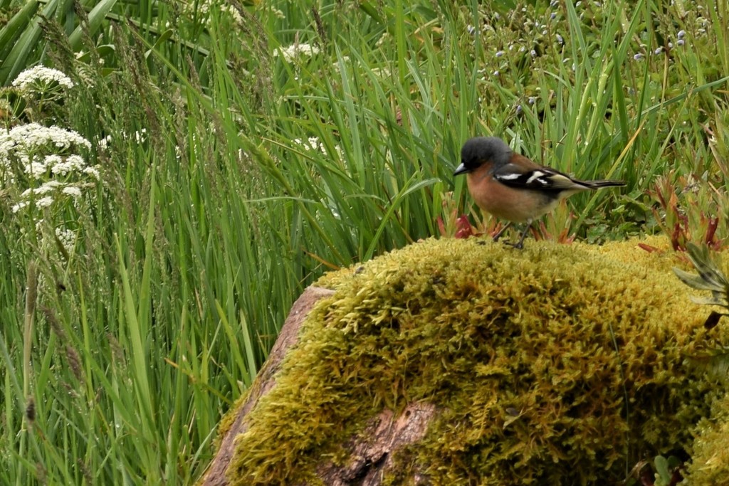 wet chaffinch by christophercox