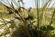 23rd May 2020 - wild flower in the dunes