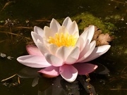 23rd May 2020 - The First Waterlily to Flower 
