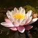 The First Waterlily to Flower  by susiemc
