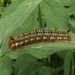 Drinker caterpillar by julienne1