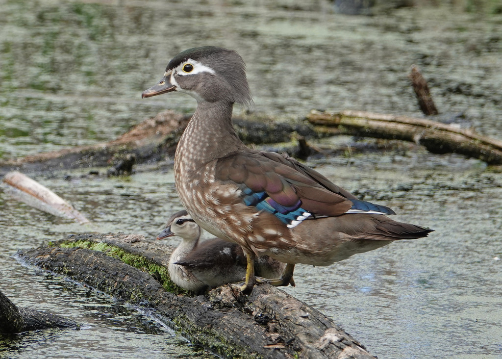 Wood Duck Mother by annepann