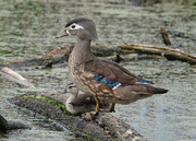 22nd May 2020 - Wood Duck Mother