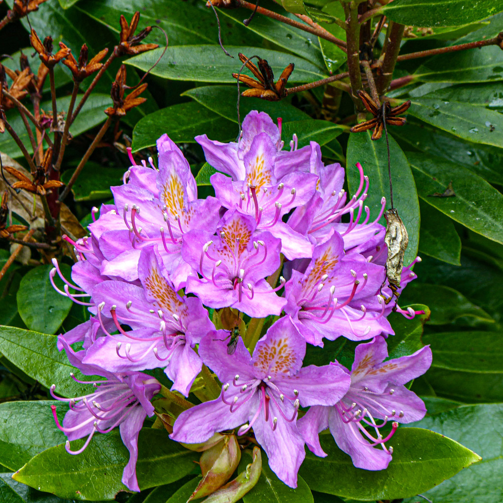 Rhododendron by frequentframes