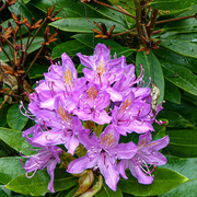23rd May 2020 - Rhododendron