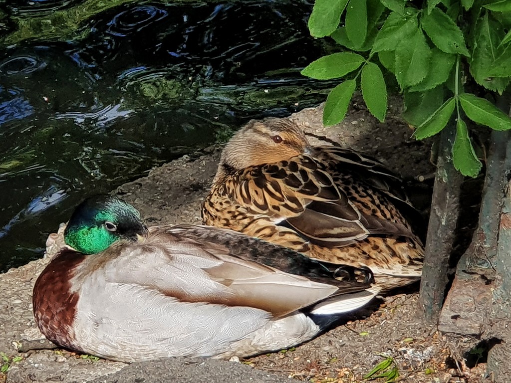 Sleepy ducks  by isaacsnek