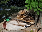 23rd May 2020 - Sleepy ducks 