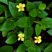 24th May 2020 - Tiny Yellow Flower Ground Cover ~  