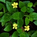 Tiny Yellow Flower Ground Cover ~   by happysnaps