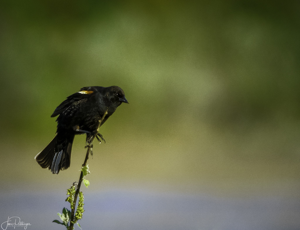 Red Winged Blackbird Ready for Take Off  by jgpittenger