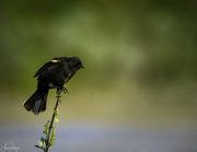 23rd May 2020 - Red Winged Blackbird Ready for Take Off 