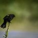 Red Winged Blackbird Ready for Take Off  by jgpittenger