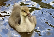 23rd May 2020 - Baby Goose