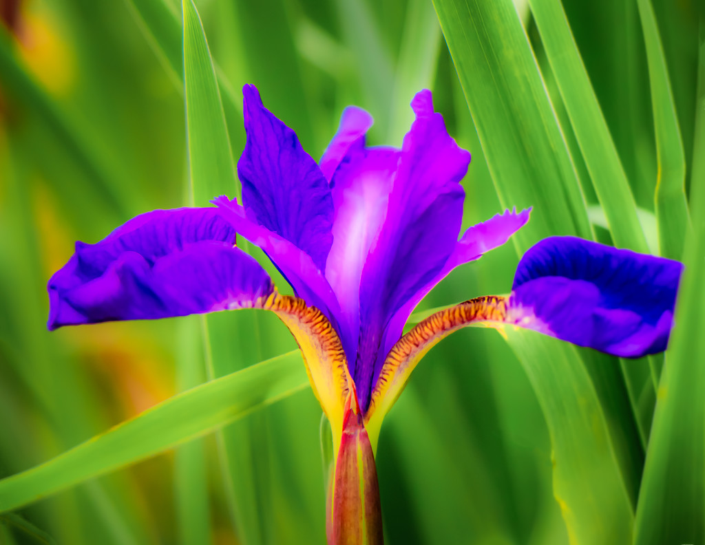 soft iris by jernst1779