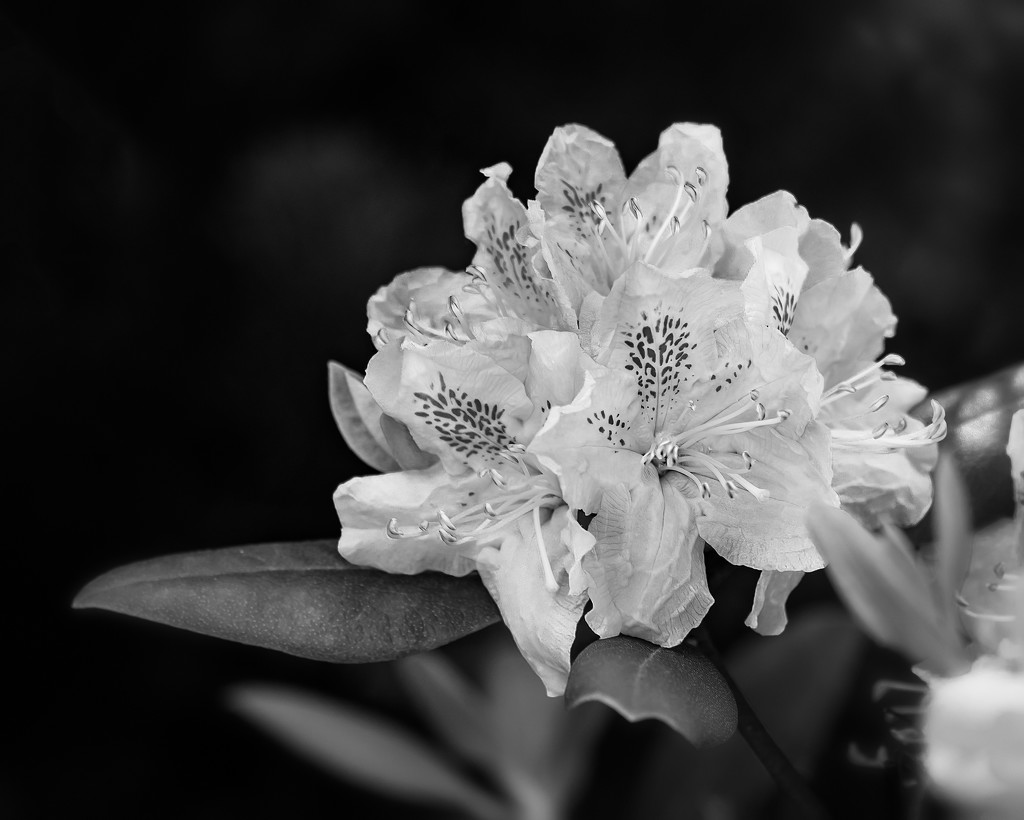 rhody fully in bloom black and white by jernst1779