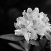 rhody fully in bloom black and white by jernst1779