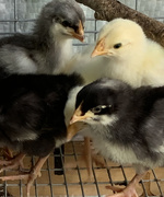 22nd May 2020 - More baby chicks!