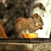 Mr. Squirrel  by radiogirl