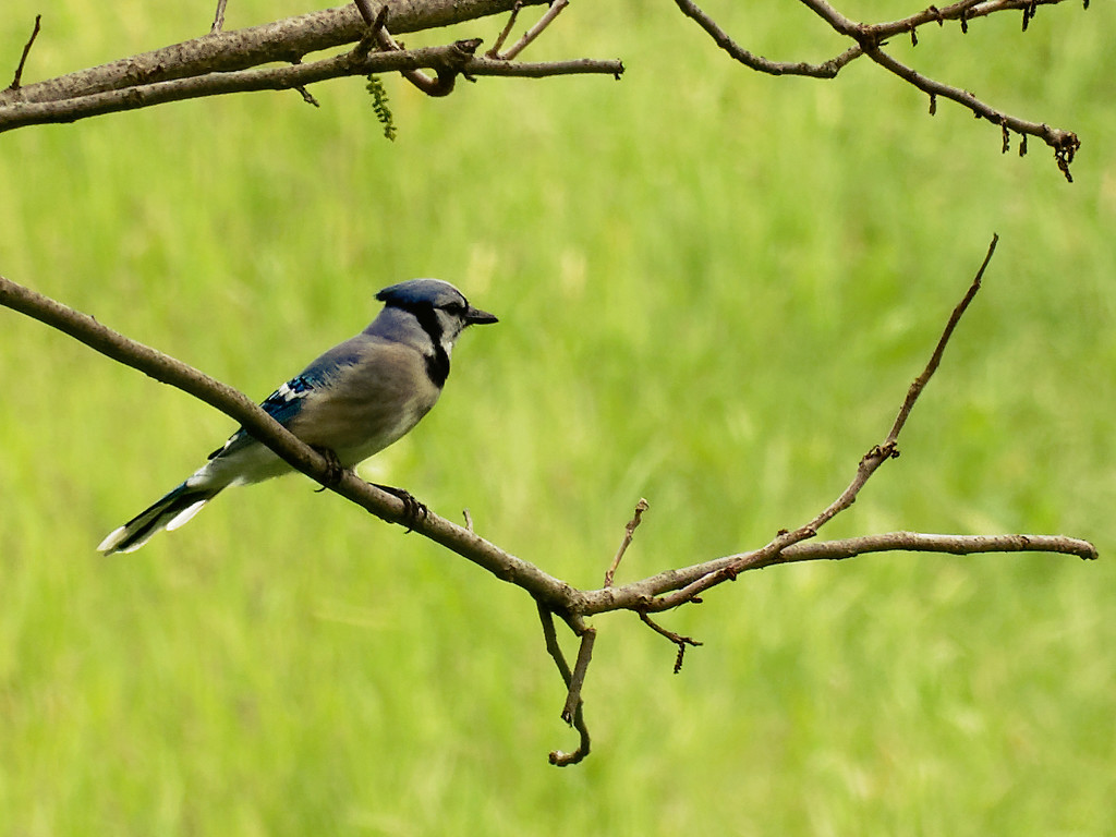 blue jay by rminer
