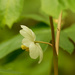 Mayapple bloom by rminer