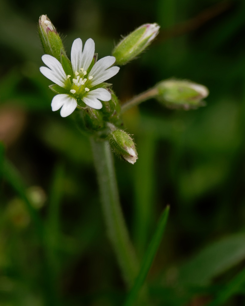 Mouse ear chickweed by rminer