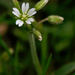 Mouse ear chickweed by rminer