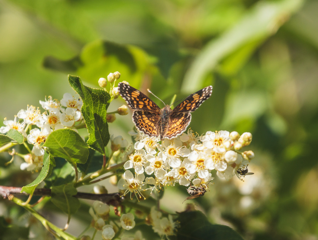 pearl crescent by aecasey