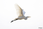 22nd May 2020 - The White Egret