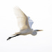 The White Egret by fayefaye