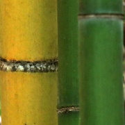 23rd May 2020 - Bamboo Forest