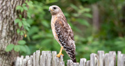 23rd May 2020 - Red Shouldered Hawk!