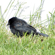 22nd May 2020 - Red-Winged Blackbird?